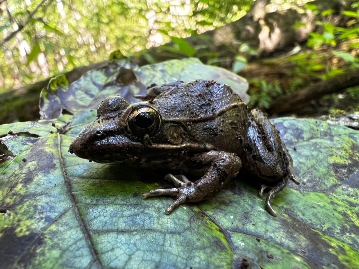 Southern Leopard Frog